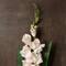 White Gladiolus Stem by Ashland®